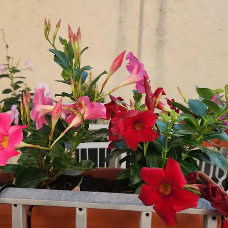 Le Rondini بيت ضيافة 4*